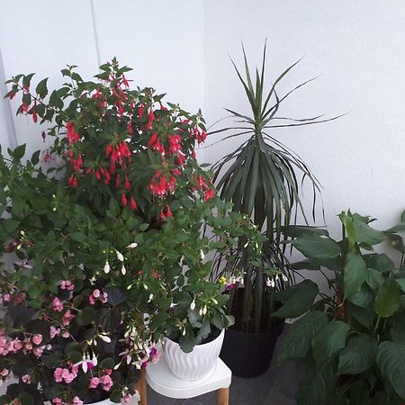 Apartment Kate สปลิท ภายนอก รูปภาพ